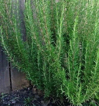 1765271444153552.jpg 草本植物.jpg