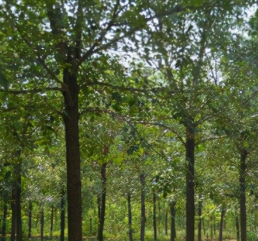 1769760975670579.jpg 樹木.jpg