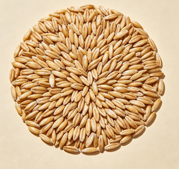 1781745414416786.png 燕麦种子.png